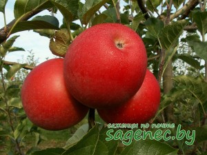 Яблоня Лучезарная | Купить саженцы в Беларуси
