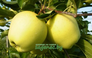 Яблоня Golden Delicious | Купить саженцы в Беларуси