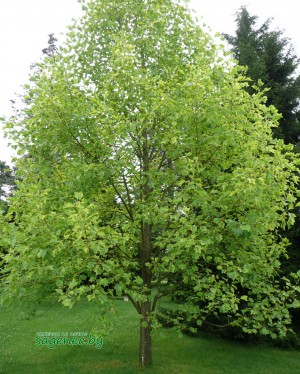Тюльпановое дерево Лилеодендрон | Купить саженцы в Беларуси